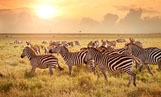  Find a Signature Land Vacation